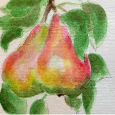 Butirra Precoce Morettini Pear watercolour painting.