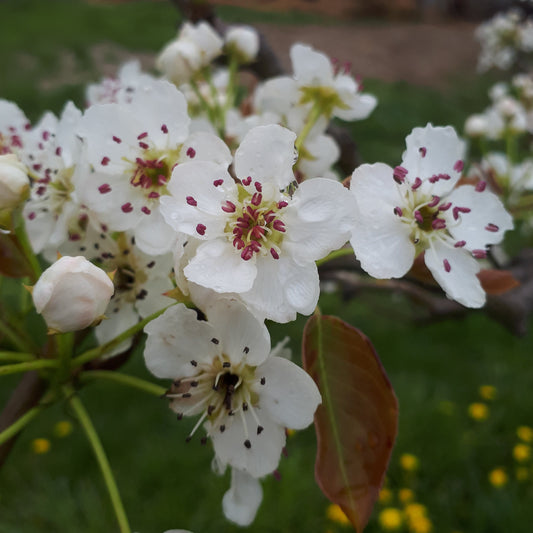 Chojuro Pear bloom closeup