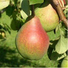Clapp's Favourite Pear