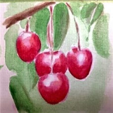 Hedelfingen Sweet Cherry