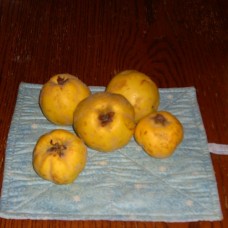 Cooke's Jumbo Quince