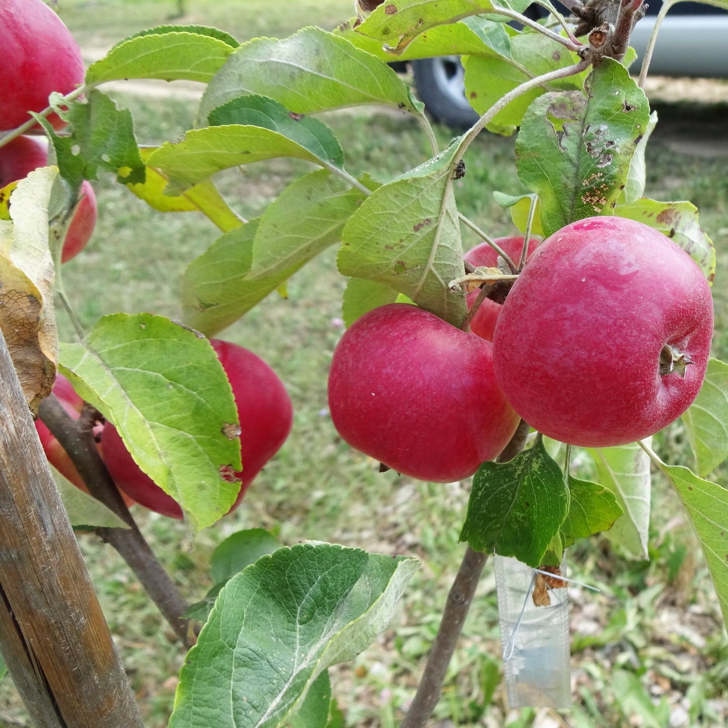 Parkland Apple