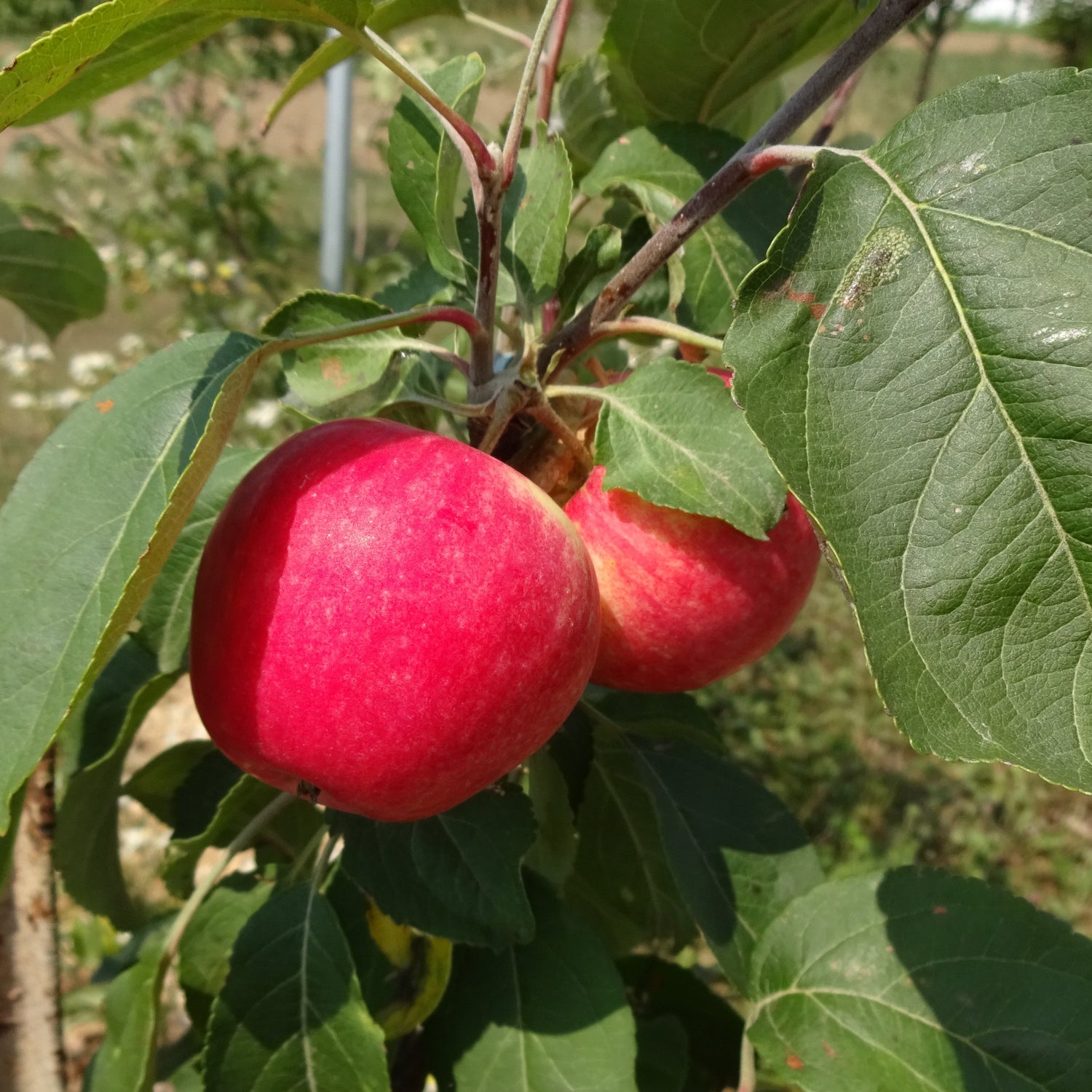 Norland Apple
