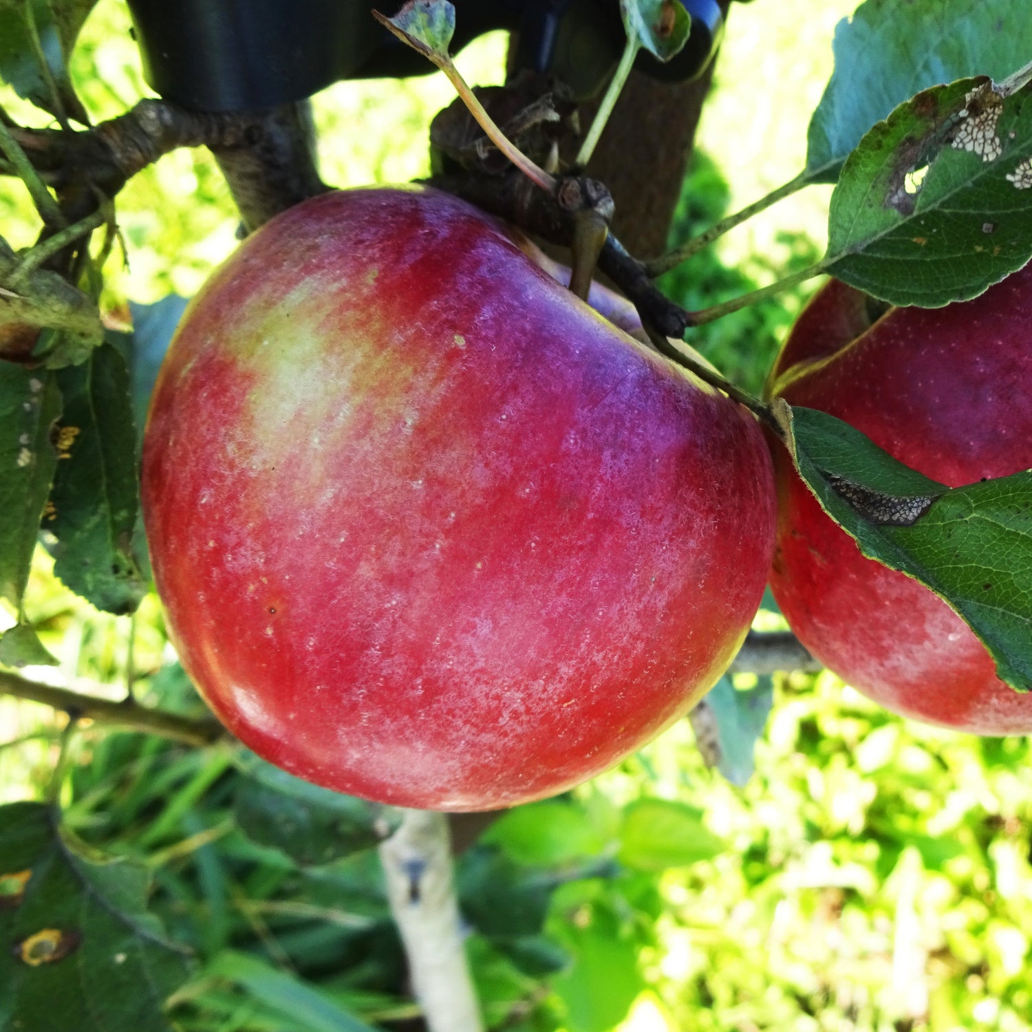 Sweet Sixteen Apple