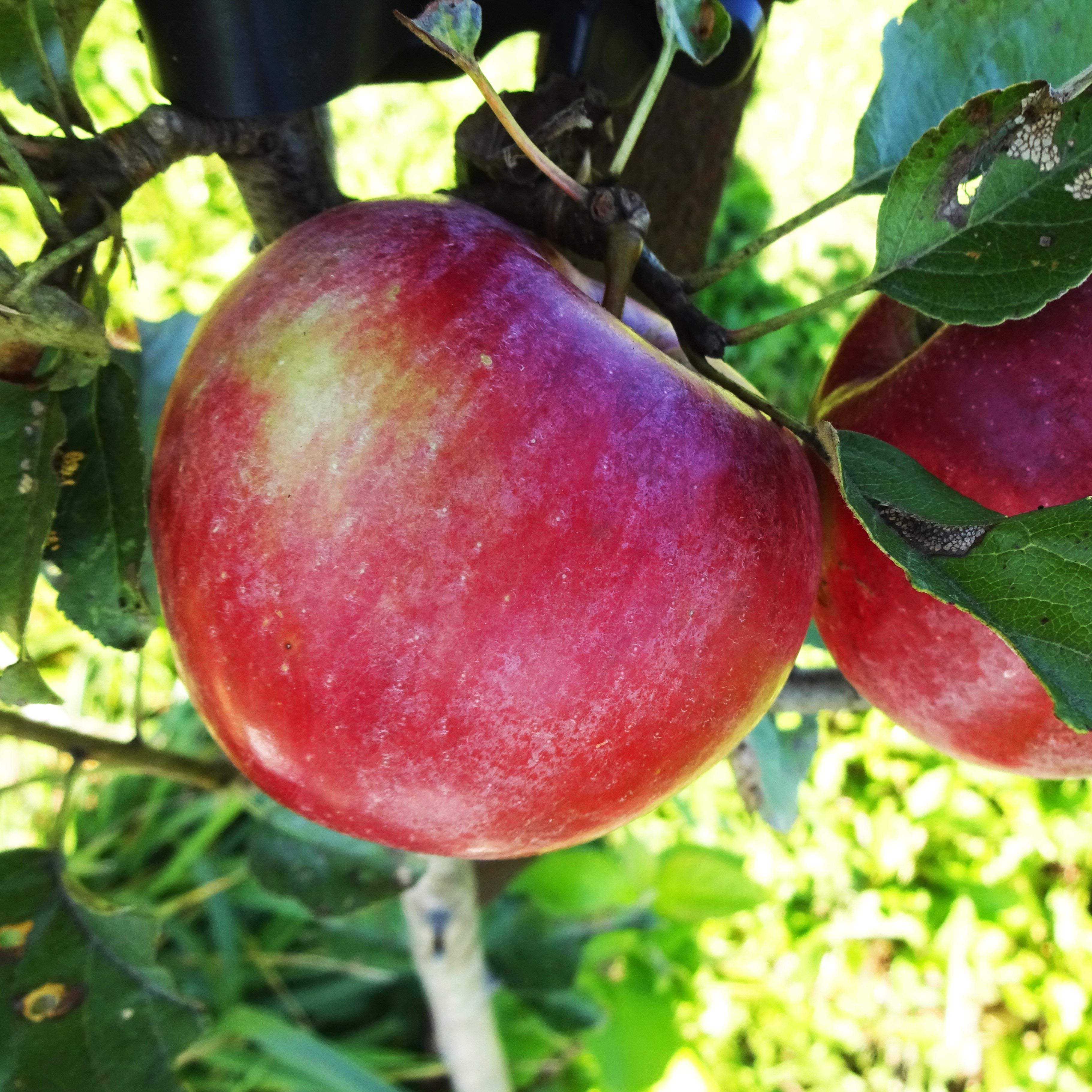 Sweet Sixteen Apple
