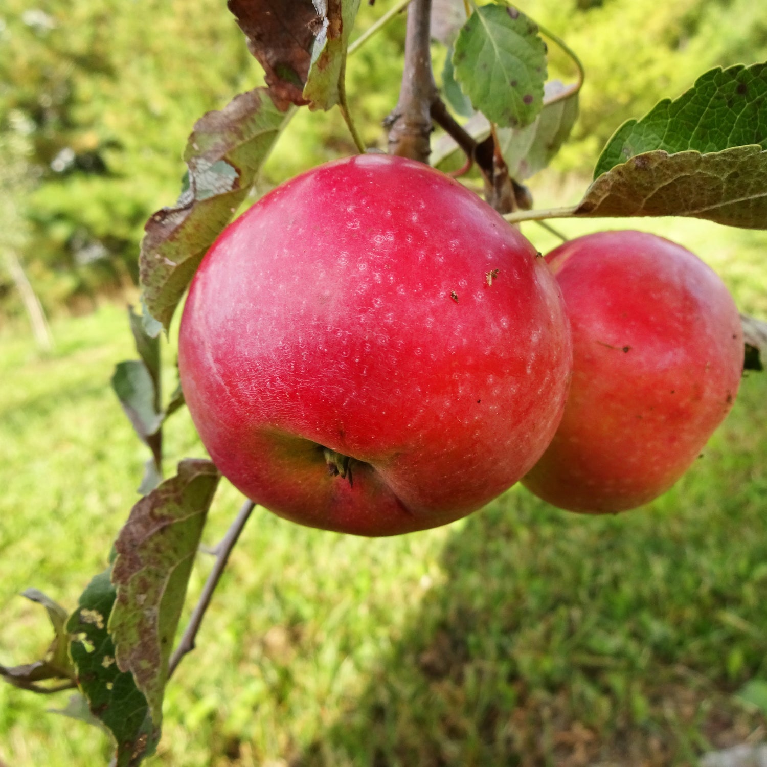 Idared Apple