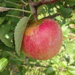 Braeburn Apple hanging in the tree.