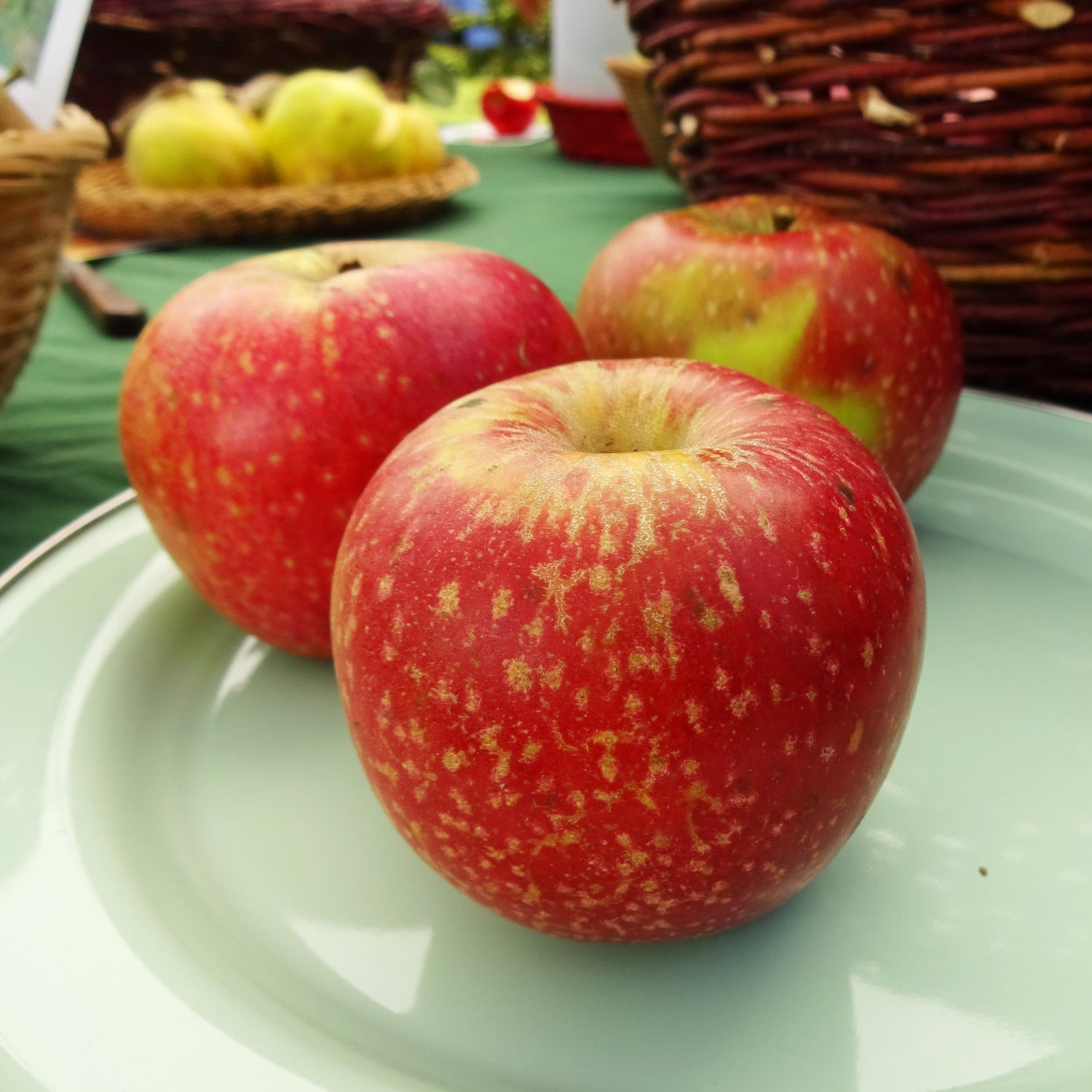 Esopus Spitzenberg Apple