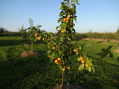 Chojuro Pear