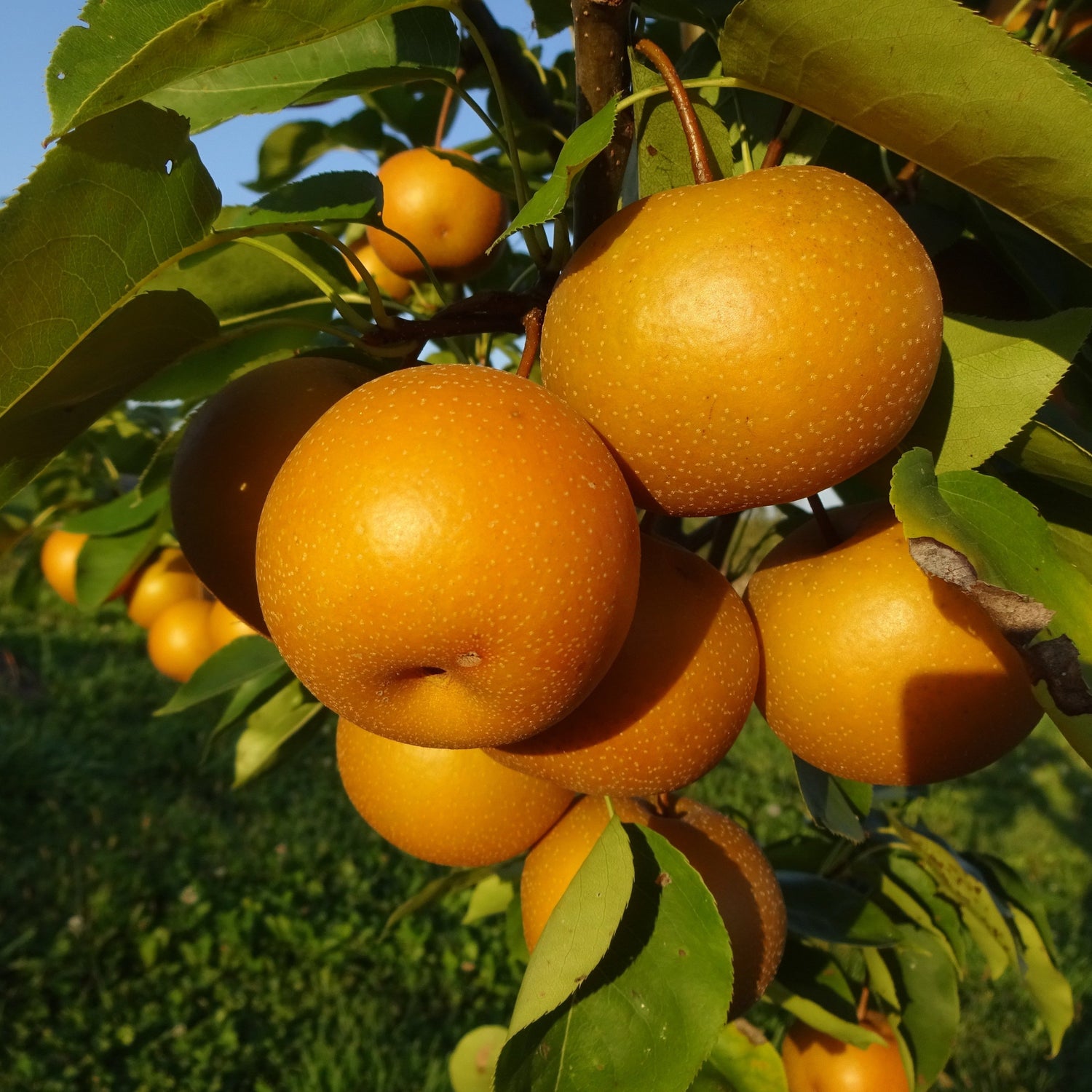Chojuro Pears on the tree