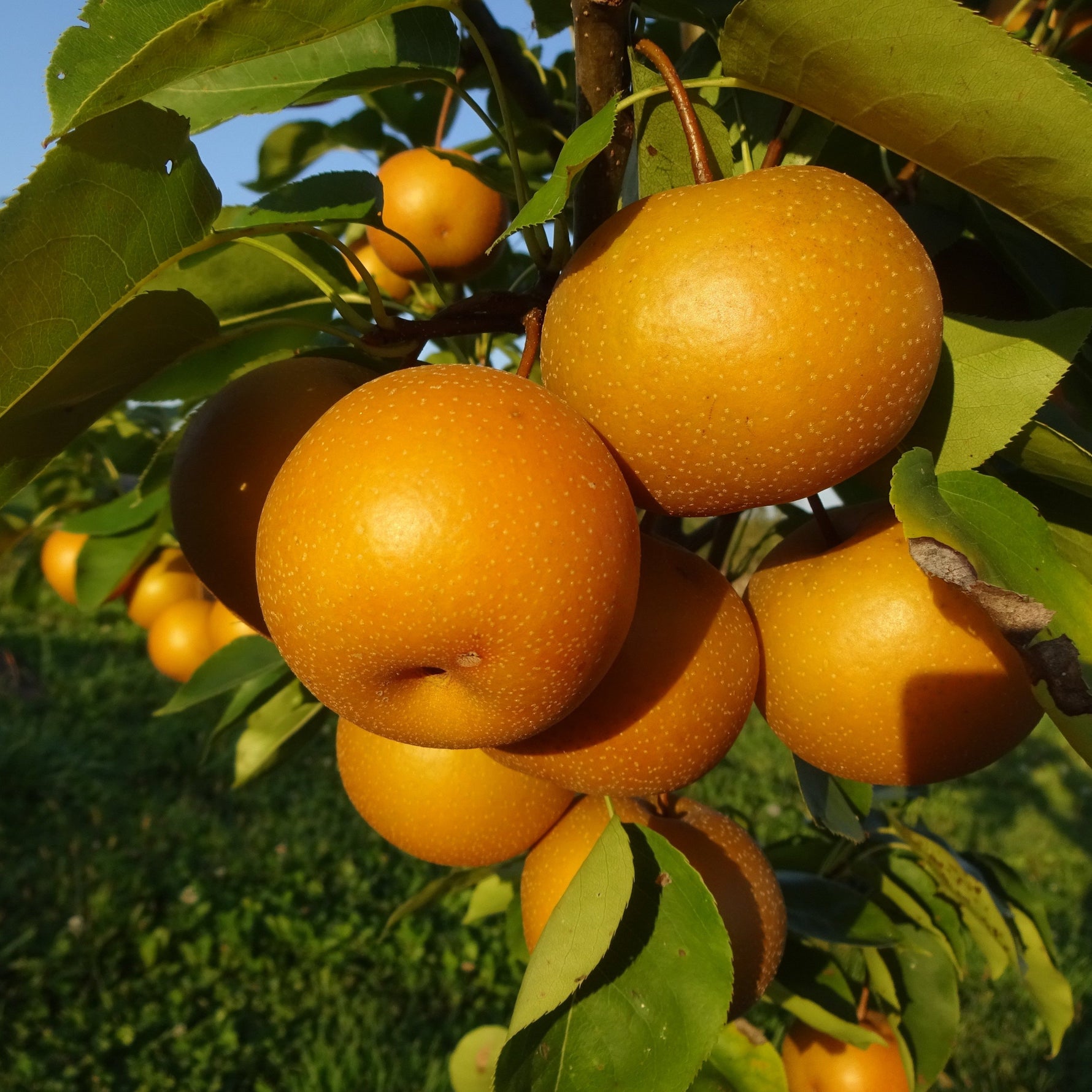 Chojuro Pears on the tree