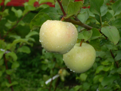 Yellow Transparent Apple