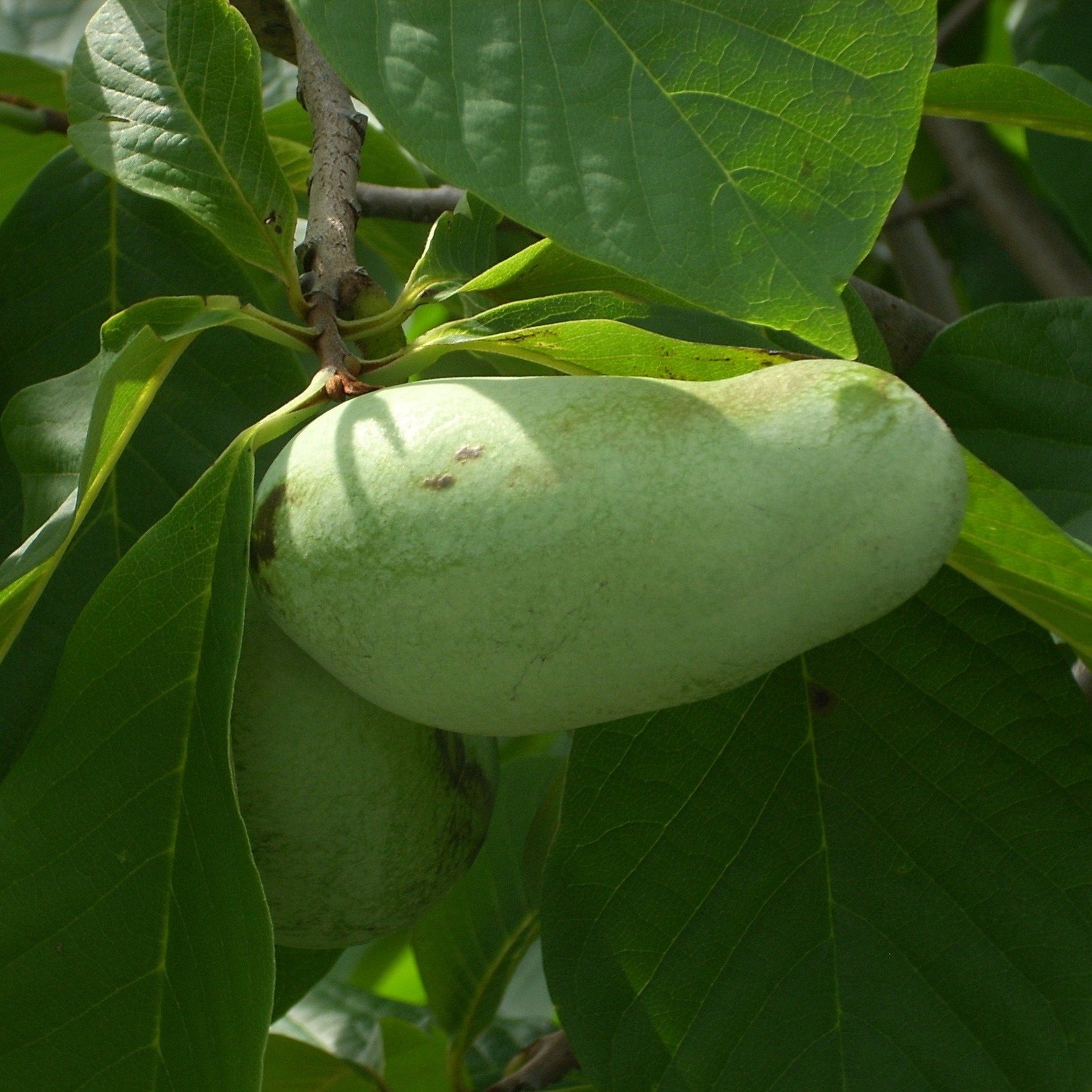 Pawpaw Seedling - view of fruit of mature tree