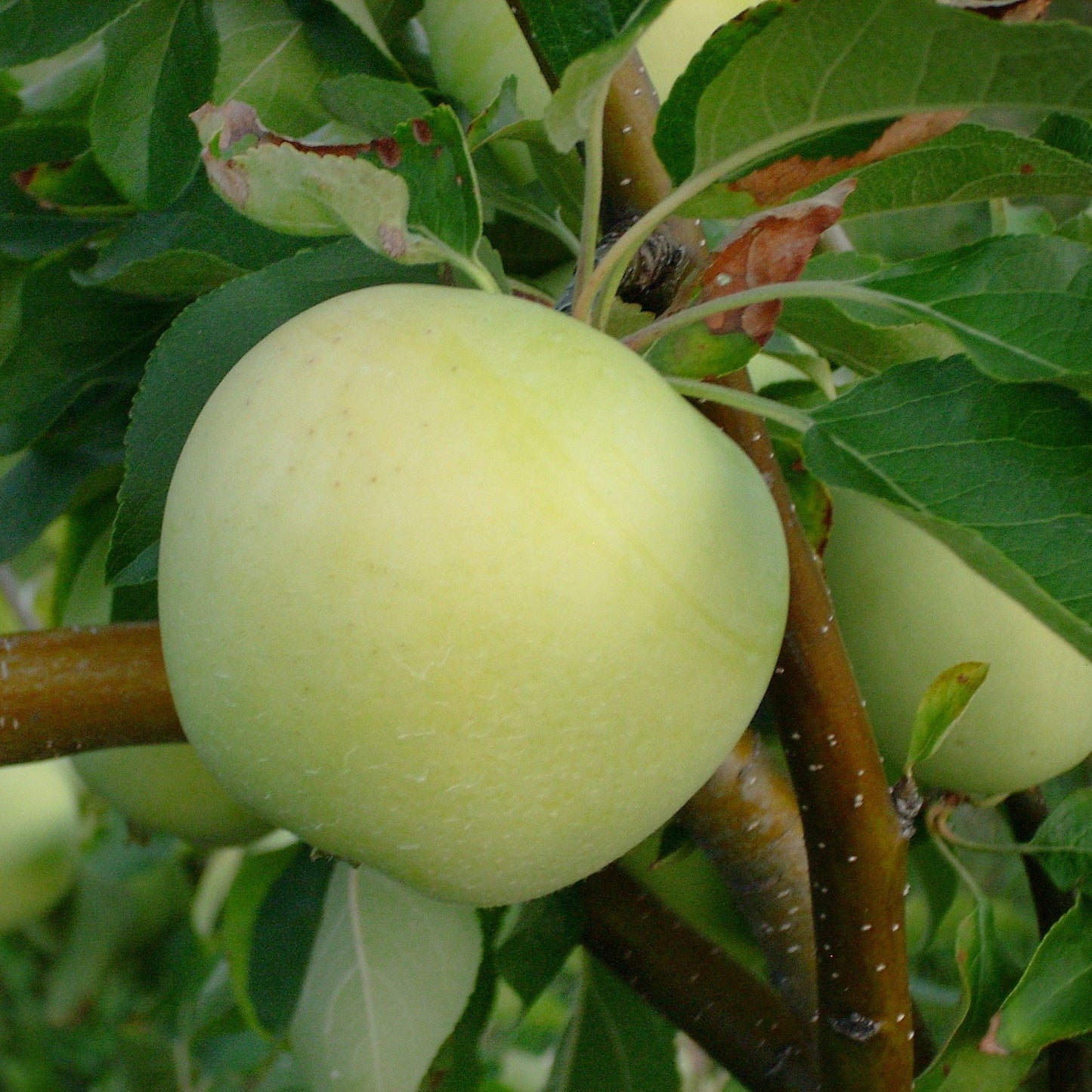 Lodi Apple