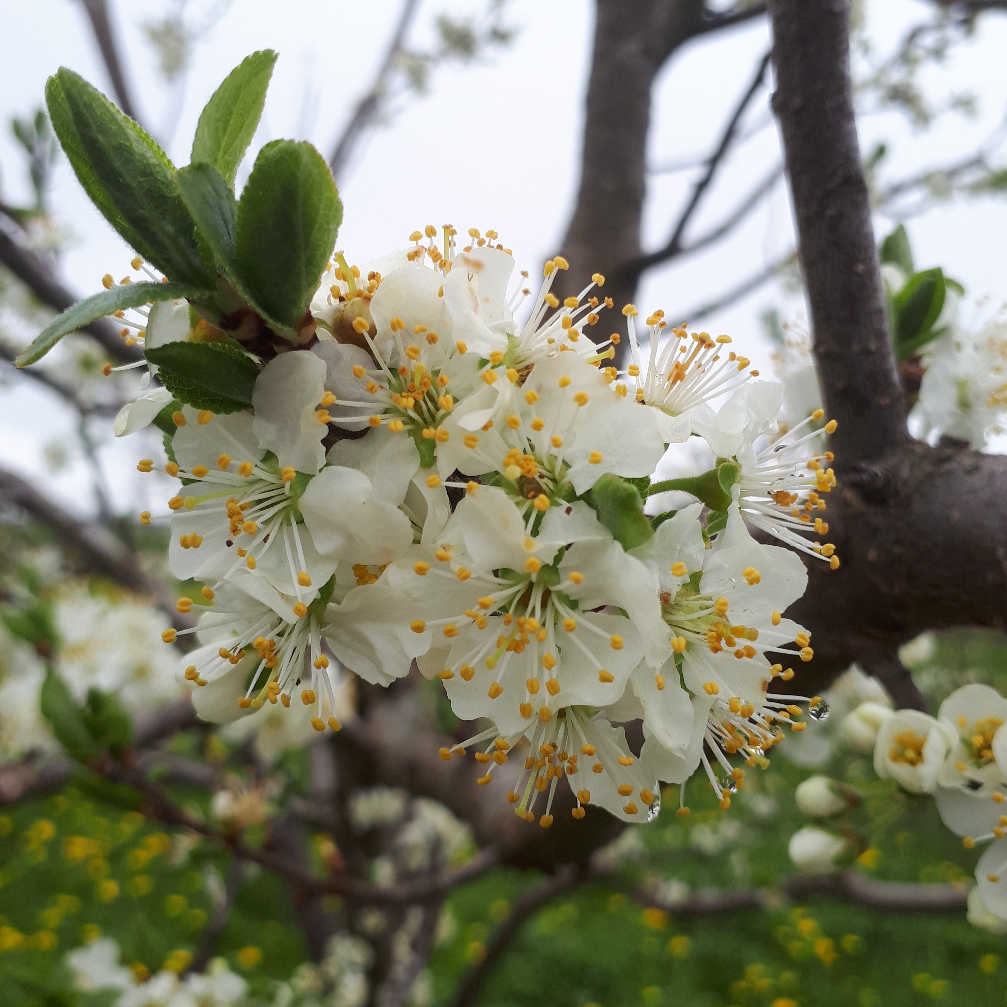 Damson European Plum – Silver Creek Nursery Ltd.