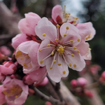 Debbie's Gold Apricot blooms