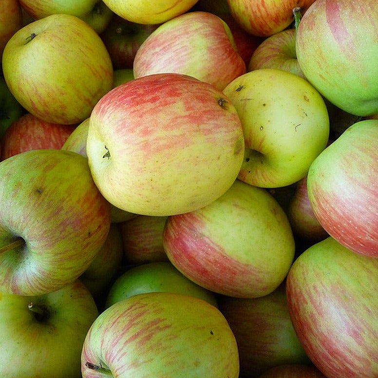 Delbarestivale Apples in a pile