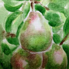 Doyenné du Comice Pear