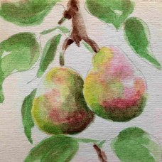 Flemish Beauty Pear