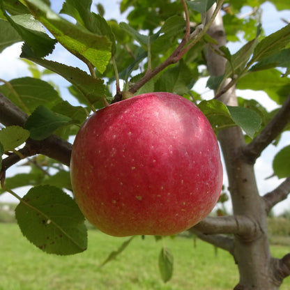 Florina Apple