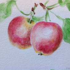 Harry Masters Jersey Apple