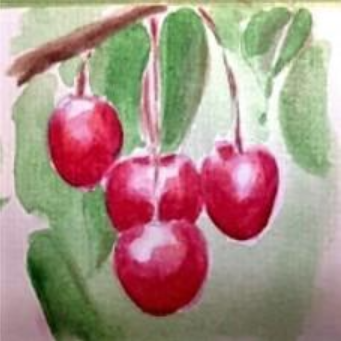 Skeena Sweet Cherry