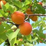 Goldcot Apricot
