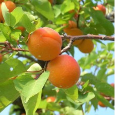 Goldcot Apricot