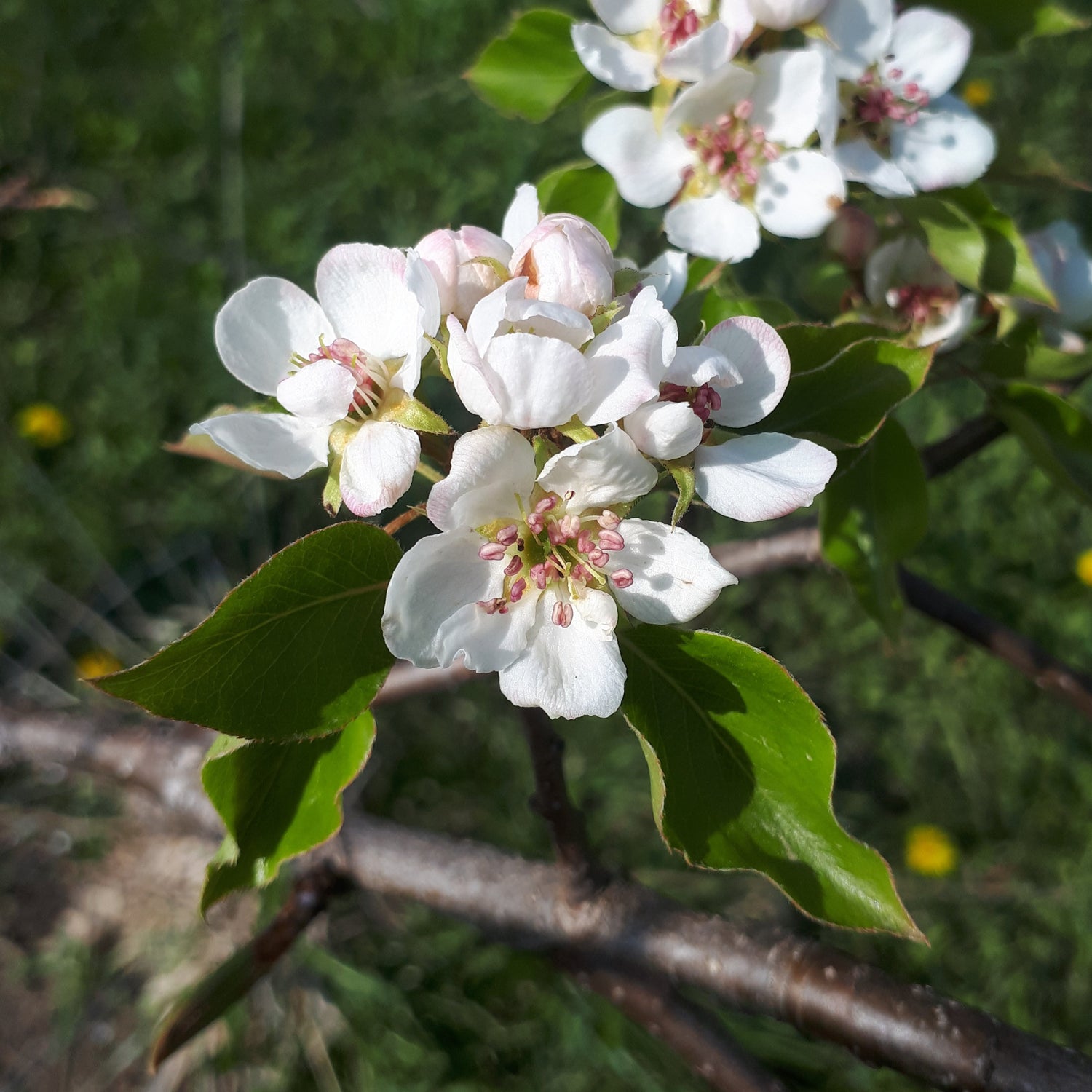 Golden Spice Pear blooms