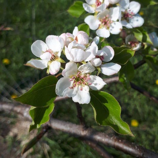 Golden Spice Pear blooms