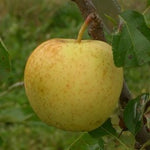 Golden Delicious Apple