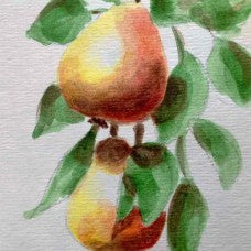 Golden Spice Pear