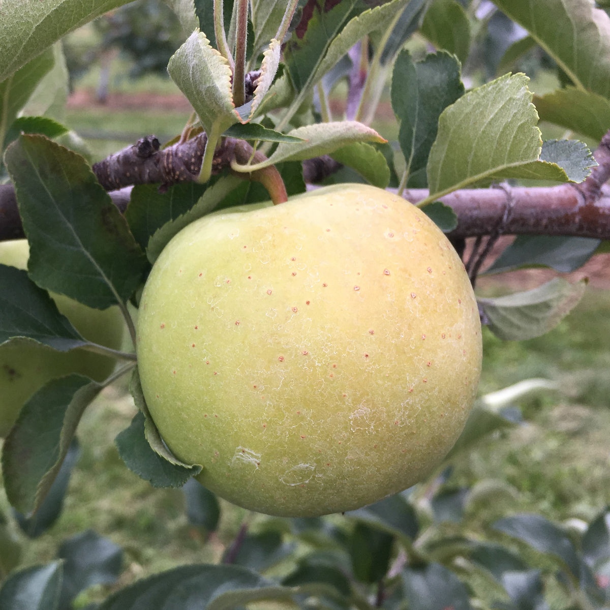 Goldrush Apple