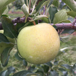 Goldrush Apple