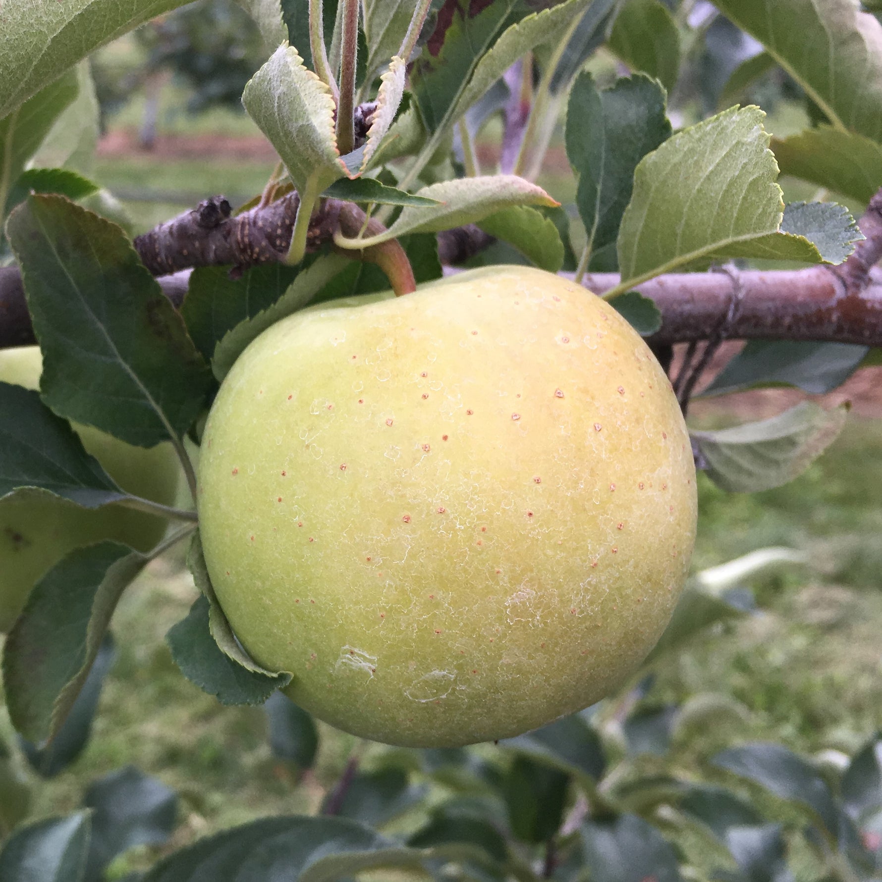 Goldrush Apple