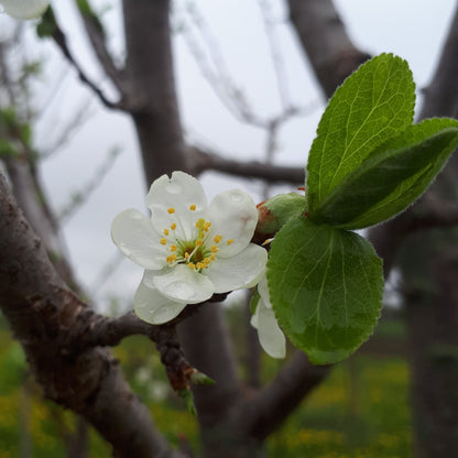 Greengage European Plum