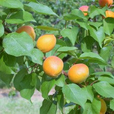 Harlayne Apricot