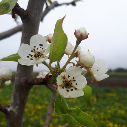 Harrow Delight Pear blooms