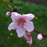 Harrow Diamond Peach blossom