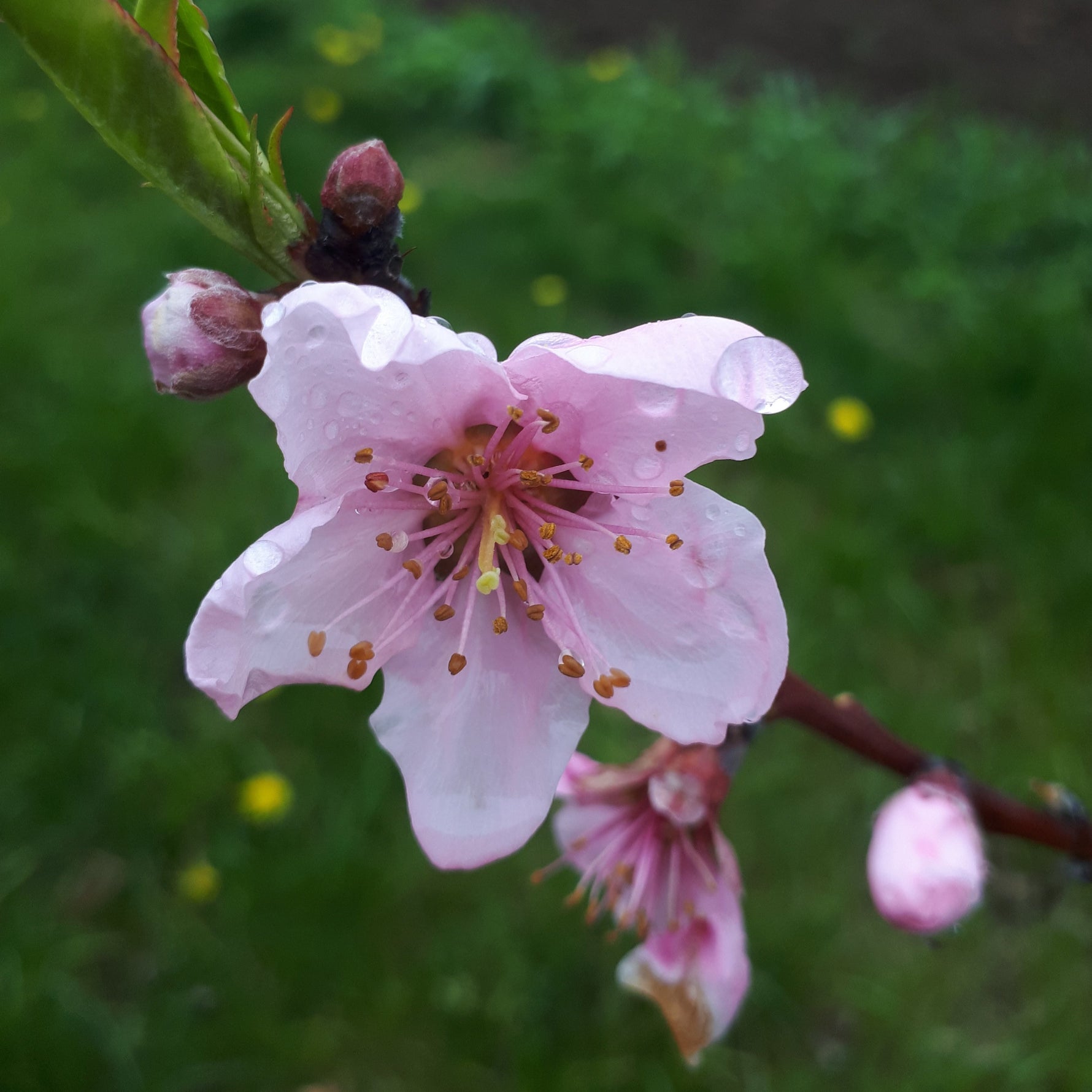 Harrow Diamond Peach blossom