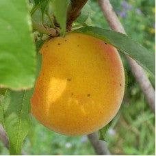 Harrow Diamond Peach