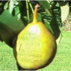 Hendre Huffcap Pear