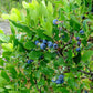 Blueray Highbush Blueberry