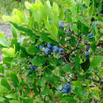 Blueray Highbush blueberry plant with mature blueberries on it.