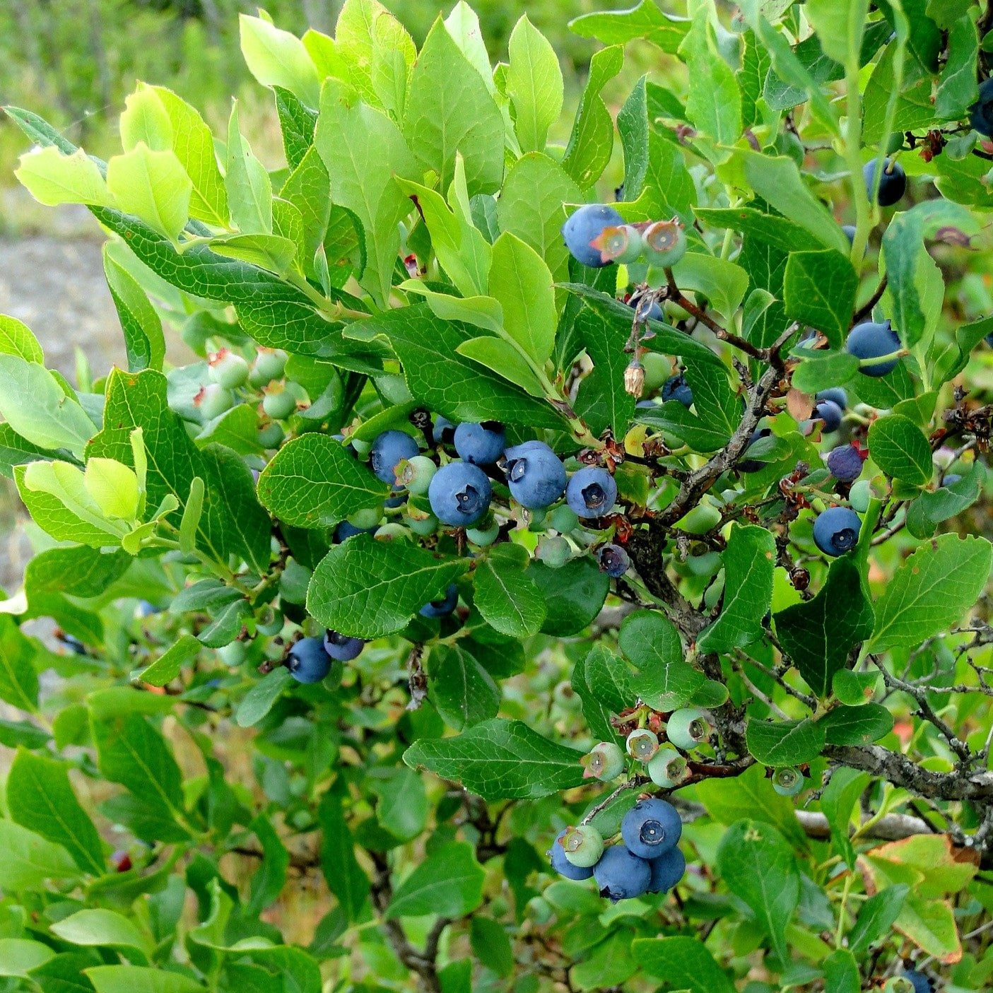 Blueray Highbush blueberry plant with mature blueberries on it.
