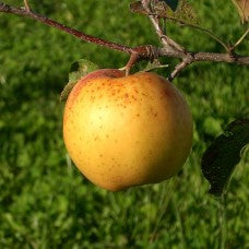 Honeygold Apple