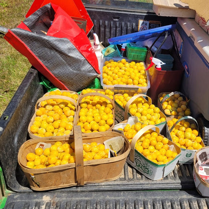 Shiro Japanese Plum -baskets of harvested plums during bumper crop year