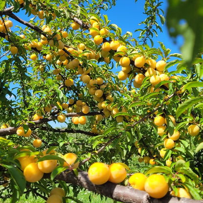 Shiro Japanese Plums in tree