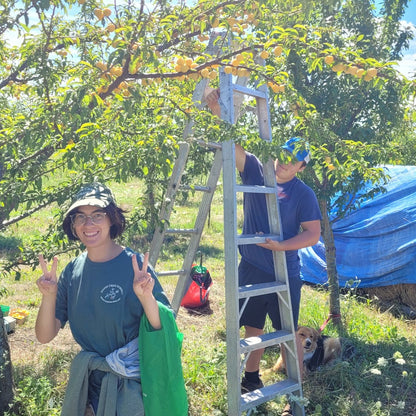 Shiro Japanese Plum - staff picking from our mature tree