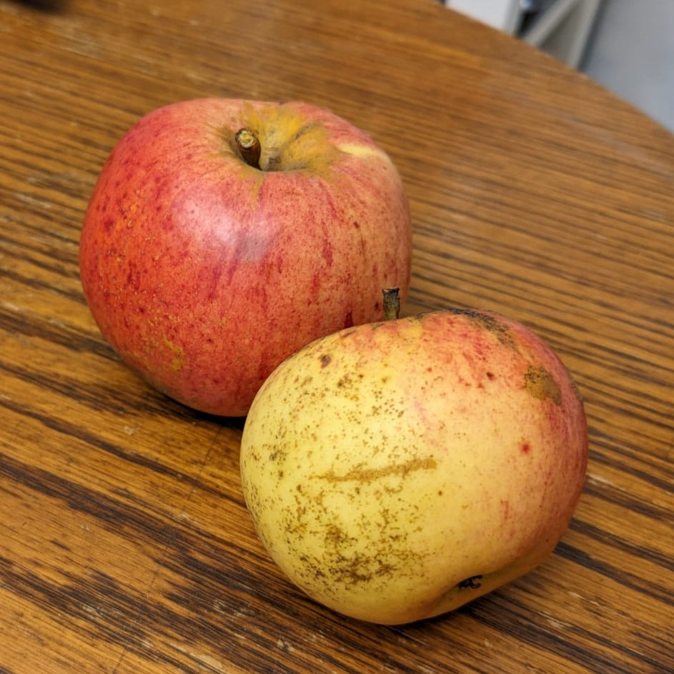 Marechal Apple
